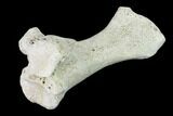 Miocene Rhino (Teleoceras) Tibia - Nebraska #143493-4